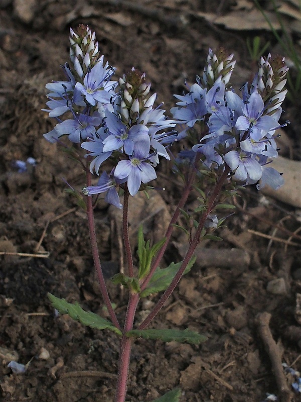 veronika rozprestretá Veronica prostrata L.