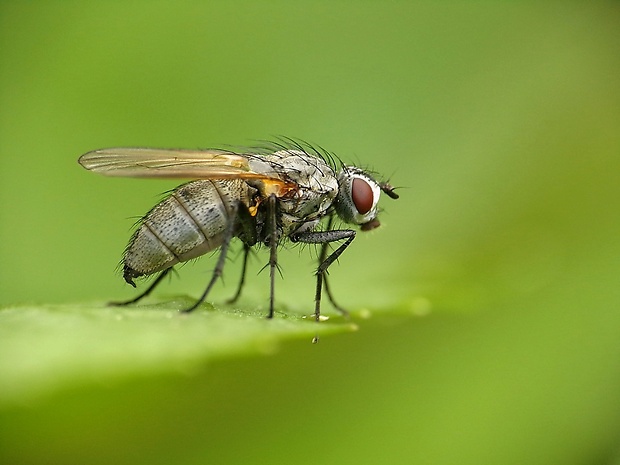 kvetárka Botanophila fugax