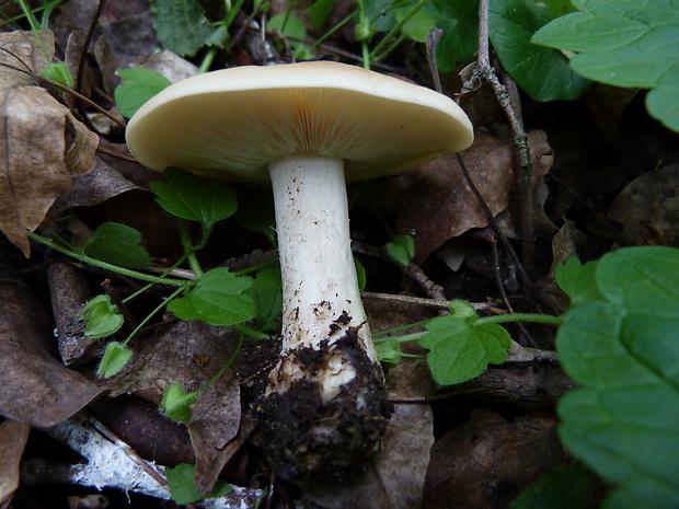 čírovnica májová Calocybe gambosa (Fr.) Donk