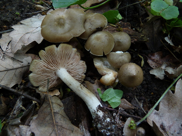 hodvábnica jarná Entoloma clypeatum (L.) P. Kumm.