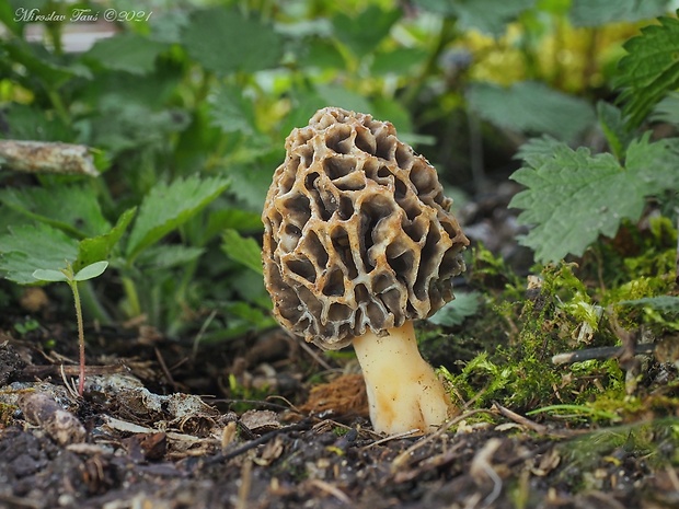 smrčok jedlý Morchella esculenta (L.) Pers.