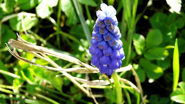 modrica strapcovitá Muscari atlanticum Boiss. et Reut.