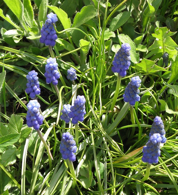 modrica strapcovitá Muscari atlanticum Boiss. et Reut.