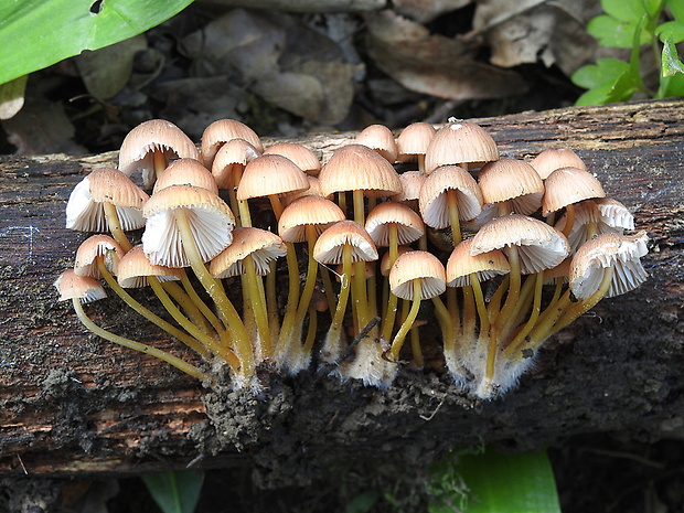 prilbička žltohlúbiková Mycena renati Quél.