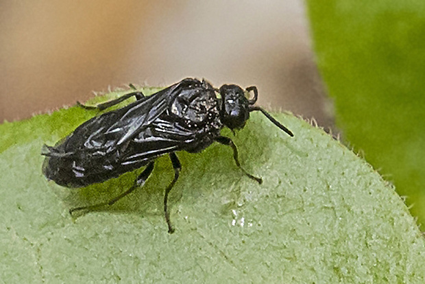 piliarka kokoríková  Phymatocera aterrima