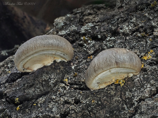 hliva závojová Pleurotus calyptratus (Lindblad ex Fr.) Sacc.