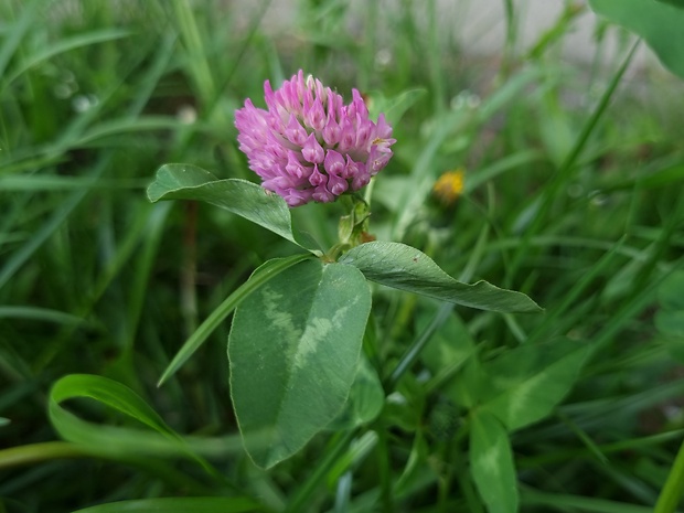 ďatelina lúčna Trifolium pratense L.