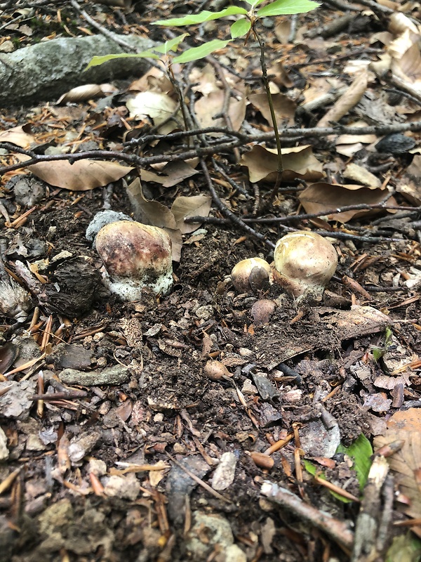 hríb sosnový Boletus pinophilus Pil. et Dermek in Pil.