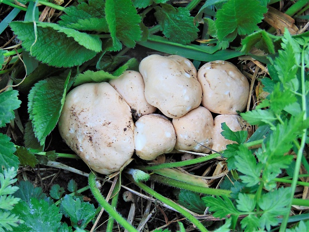 čírovnica májová Calocybe gambosa (Fr.) Donk