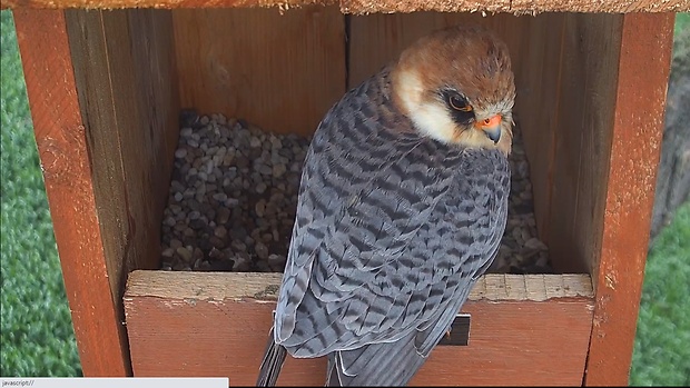sokol červenonohý - samica Falco vespertinus