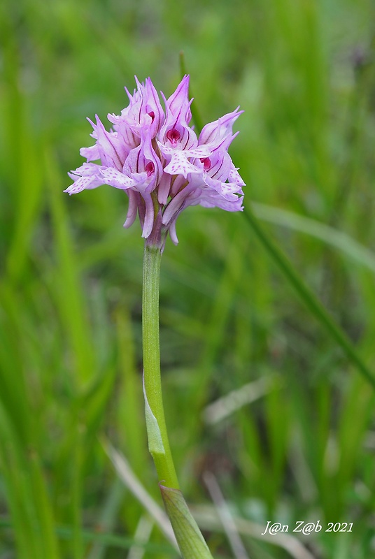 neotinea trojzubá Neotinea tridentata (Scop.) R. M. Bateman, Pridceon et M. W. Chase