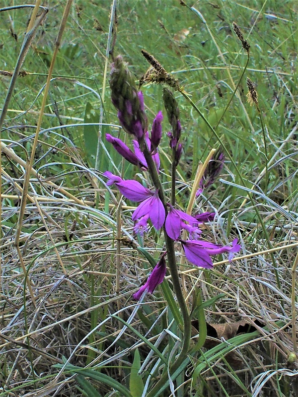 horčinka chochlatá Polygala comosa