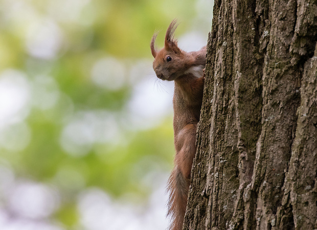 veverica obyčajná Sciurus vulgaris