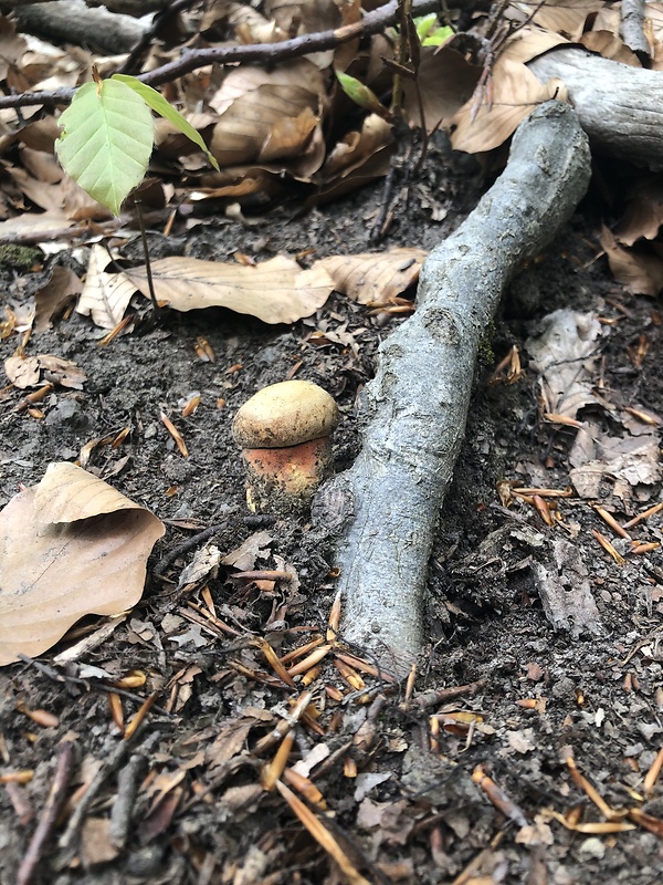 hríb zrnitohlúbikový Sutorius luridiformis (Rostk.) G. Wu & Zhu L. Yang