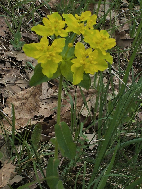 mliečnik Tithymalus sp.