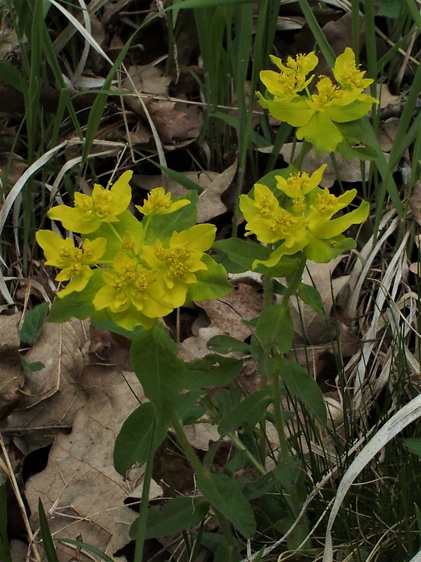 mliečnik Tithymalus sp.