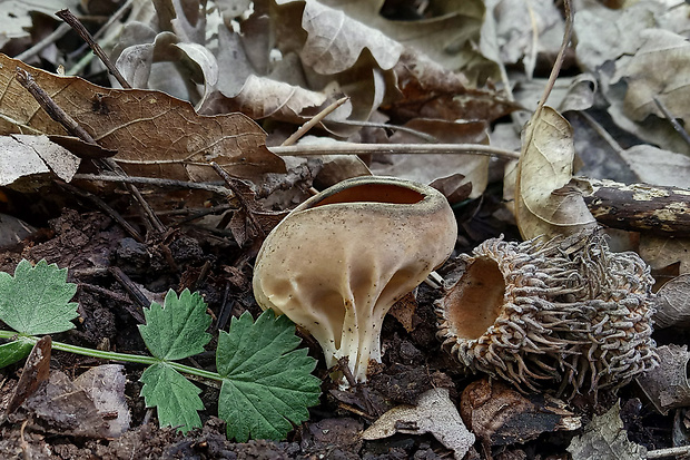 chriapač kalíškovitý Helvella acetabulum (L.) Quél.