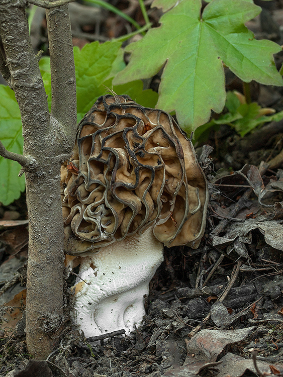 smrčok jedlý Morchella esculenta (L.) Pers.