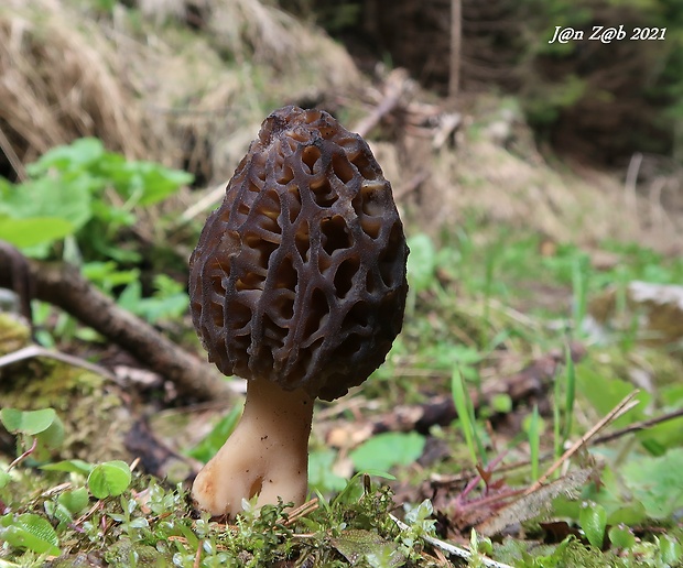 smrčok Morchella sp.