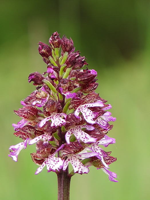 vstavač purpurový Orchis purpurea Huds.