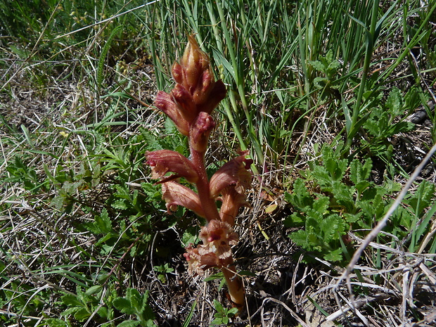 záraza biela Orobanche alba Willd.