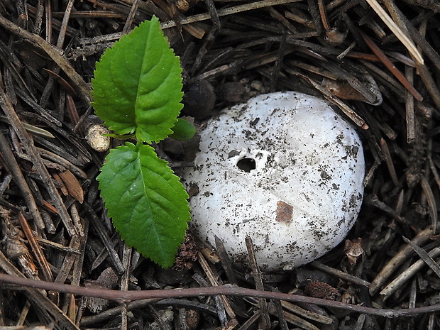 tulipánovka fialová Sarcosphaera coronaria (Jacq.) J. Schröt.