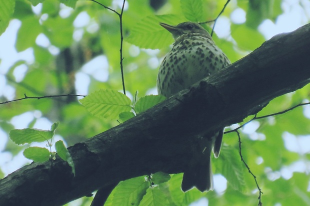 drozd plavý  Turdus philomesos