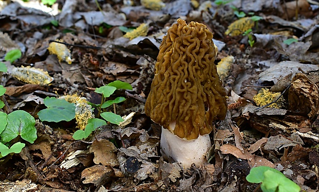 smrčkovec český Verpa bohemica (Krombh.) J. Schröt.