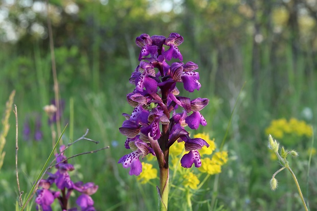 červenohlav obyčajný Anacamptis morio (L.) R. M. Bateman, A. M. Pringeon & M. W. Chase