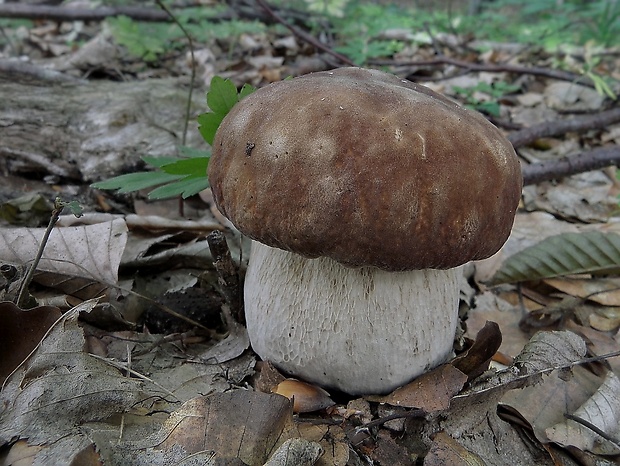 hríb dubový Boletus reticulatus Schaeff.