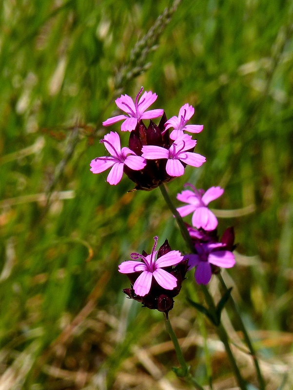 klinček kartuziánsky Dianthus carthusianorum L.