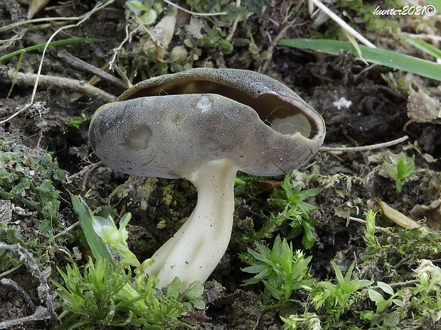 chriapač tmavý Helvella solitaria P. Karst.