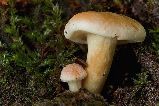 strapcovka zväzkovitá Hypholoma fasciculare (Huds.) P. Kumm.