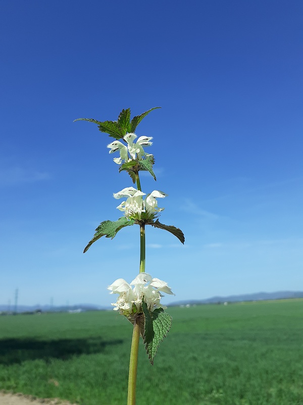 hluchavka biela Lamium album L.