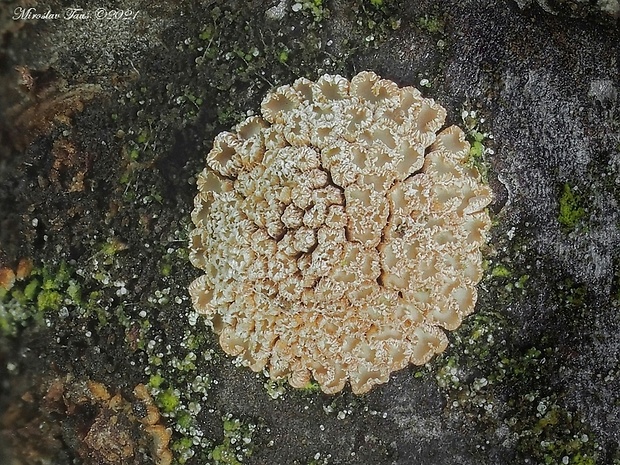 padrobnica Merismodes sp.