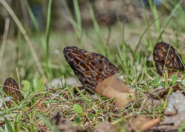 smrčok kužeľovitý Morchella conica Pers.