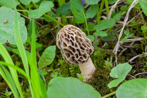 smrčok jedlý Morchella esculenta (L.) Pers.