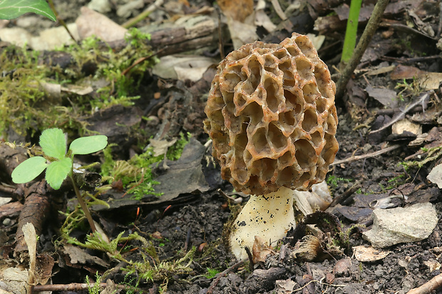 smrčok jedlý Morchella esculenta (L.) Pers.