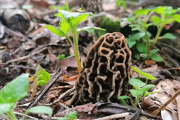 smrčok obyčajný Morchella vulgaris (Pers.) Gray