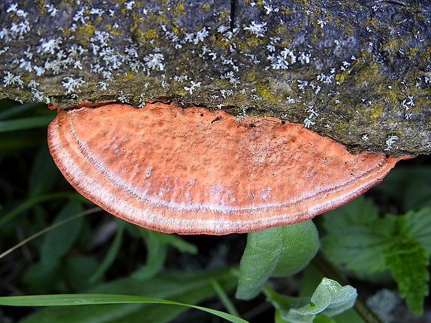 červenica rumelková Pycnoporus cinnabarinus (Jacq.) P. Karst.