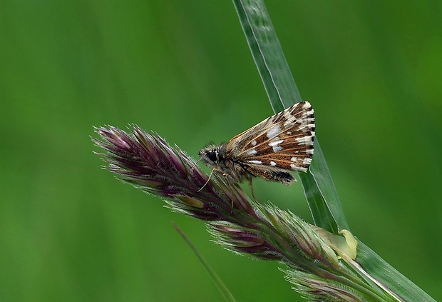 súmračník jahodový (sk) / soumračník jahodníkový (cz) Pyrgus malvae (Linnaeus, 1758)