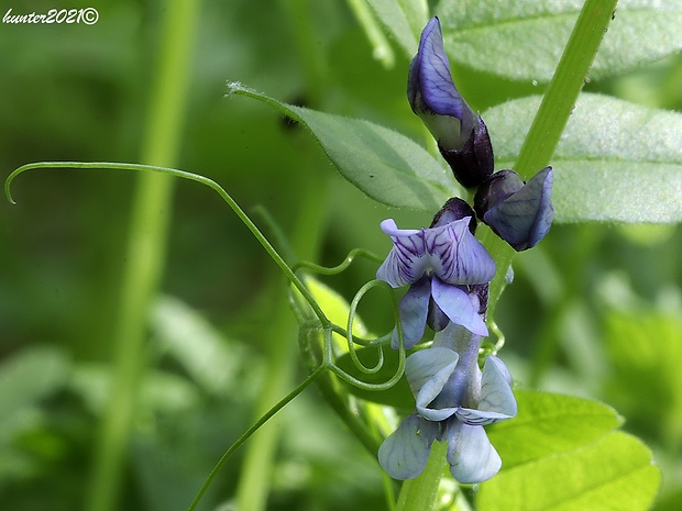 vika štvorsemenná Vicia tetrasperma (L.) Schreb.