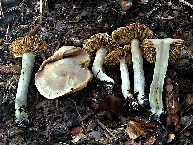 pavučinovec okrovobelavý Cortinarius ochroleucoides Bidaud, Moënne-Locc. & Reumaux