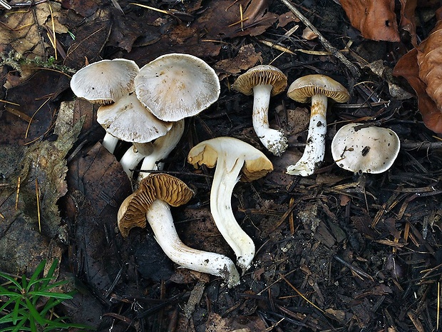 pavučinovec okrovobelavý Cortinarius ochroleucoides Bidaud, Moënne-Locc. & Reumaux