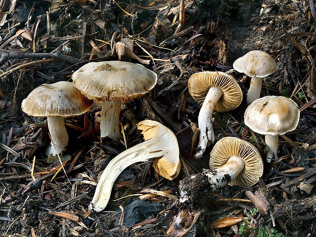 pavučinovec okrovobelavý Cortinarius ochroleucoides Bidaud, Moënne-Locc. & Reumaux