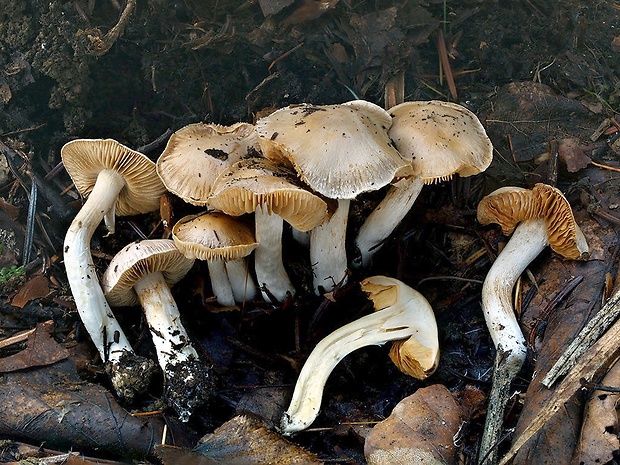 pavučinovec okrovobelavý Cortinarius ochroleucoides Bidaud, Moënne-Locc. & Reumaux