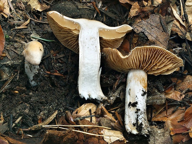 pavučinovec lieskový Cortinarius ochroleucus (Schaeff.) Fr.