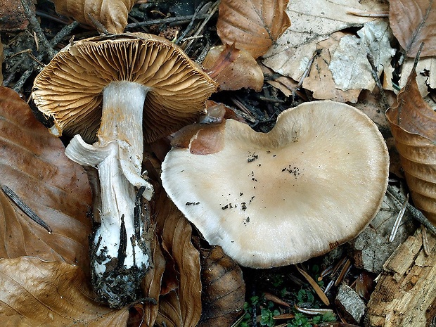 pavučinovec lieskový Cortinarius ochroleucus (Schaeff.) Fr.