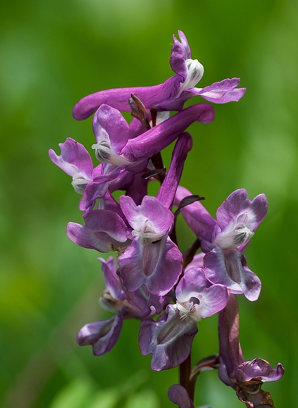 chochlačka dutá Corydalis cava (L.) Schweigg. et Körte