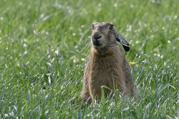 zajac poľný  Lepus europaeus